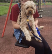 Rescuing dog on Saturday please help