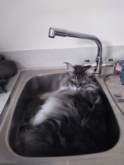 Does your cat follow the “if I fits, I sits” rule?