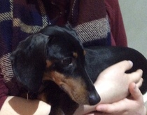 Rescuing dog on Saturday please help