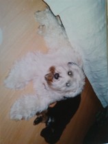What dog next?  Please sell me your breed!