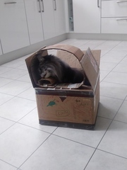 Does your cat follow the “if I fits, I sits” rule?