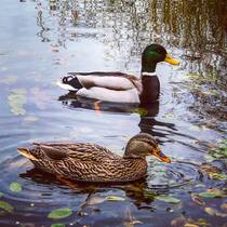 A duck has taken residence in our back garden