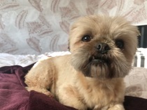 Tell me about your rescue dogs