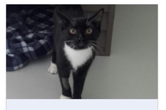 Cat names and tips for bringing cats home!