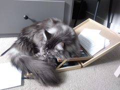 Does your cat follow the “if I fits, I sits” rule?