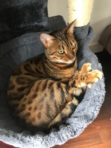 Grain-free food recommendations