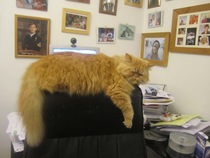 Perfect, pampered Persians.