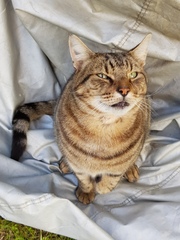Thug cat part 3.  Unbidden guests are often welcomest when they are gone.