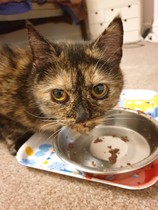 Advice needed - new rescue cat (pic included)