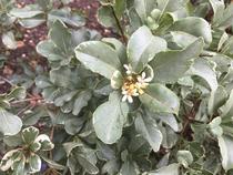 Can anyone identify this plant?