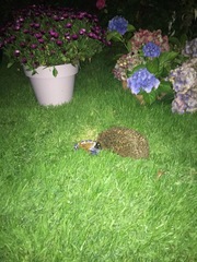 Hedgehog advice