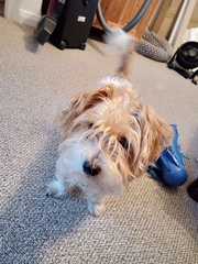 Miniature poodles clipping or Jack Russell