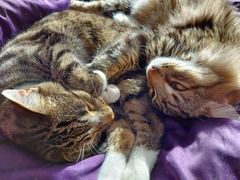 Two kittens or one?