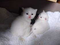 I'm going to be a foster mum (granny?)!