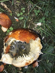 What the fuck is this? Pic attached