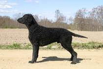 What's your fantasy impractical/obscure dog breed?