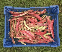Allotment/Veg Patch Thread 16  Weather weirdness prevails !