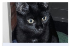 Cat names and tips for bringing cats home!