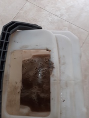 I've just used a rug doctor Hoover