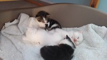 I'm going to be a foster mum (granny?)!