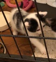 Getting 2 kittens in 3 weeks - looking for advice