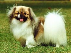 Can anyone recommend me a nice family dog breed?