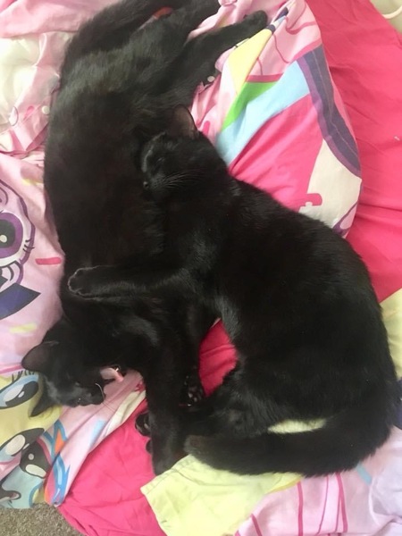 It's national black cat day today