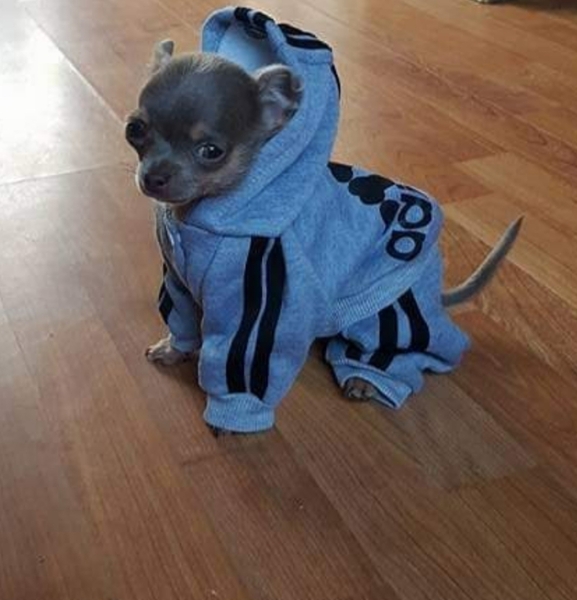 I want a puppy...spam me with pics instead please