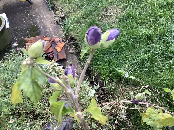 Purple budded shrub/tree id