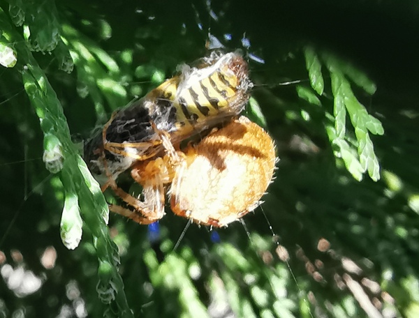 Can anyone ID this spider? (trigger warning - pic attached)