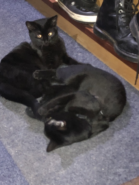 It's national black cat day today