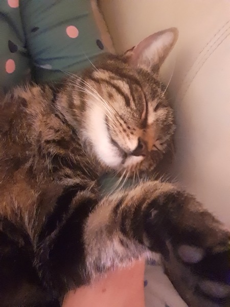 Guess the sex of the cat from their face thread