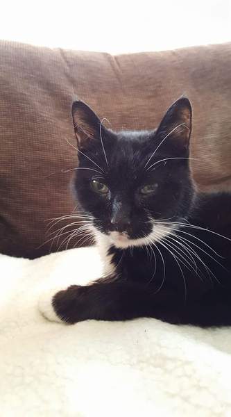 Ancient cat thread anyone?