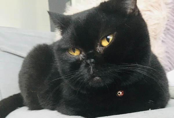 It's national black cat day today