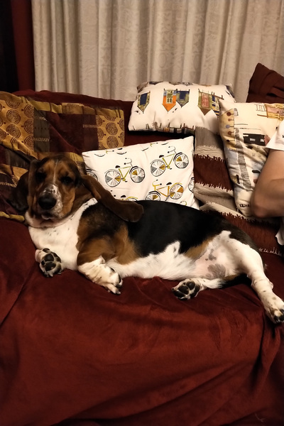 Dog Cuddles