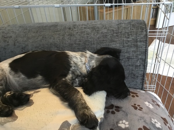 Puppy survival thread *September!*