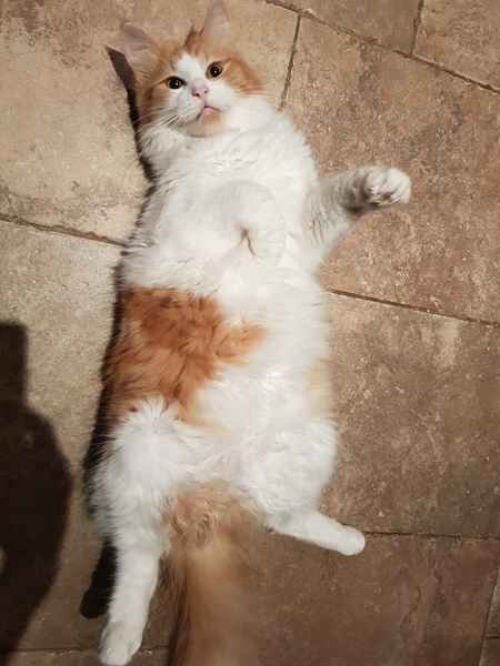 Are fancy cat foods worth the money?