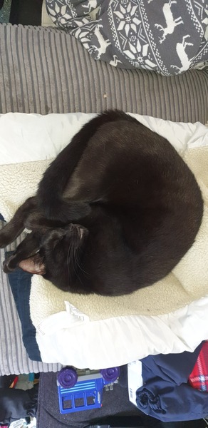 One of our cats miaows A LOT