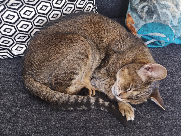 Show me your kitties