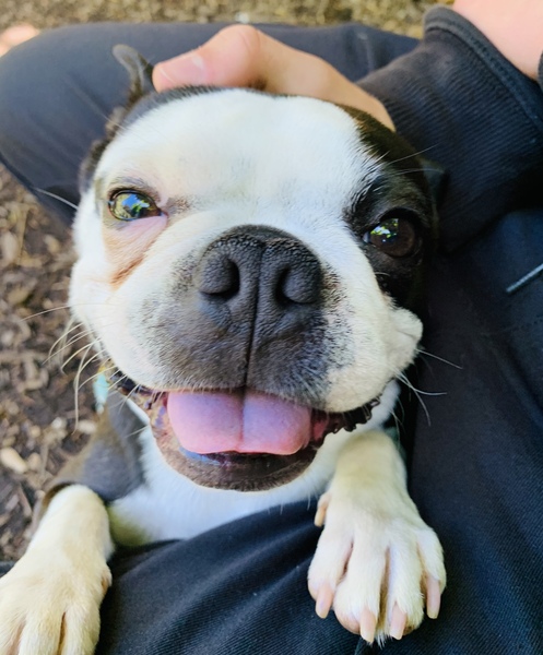 My dog is the best dog