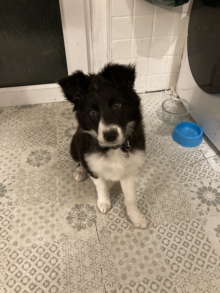 Puppy survival thread October/November!