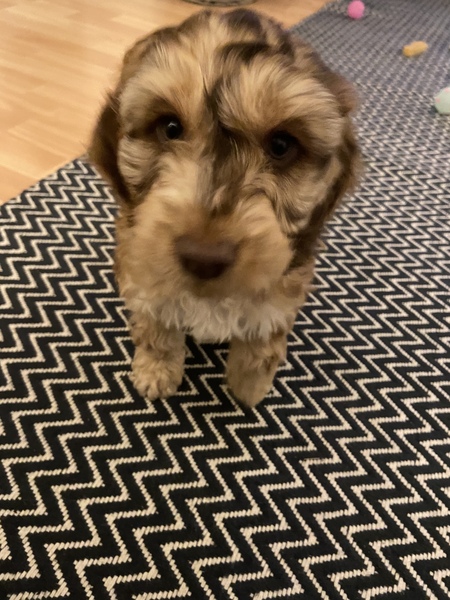 My puppy has no name - help