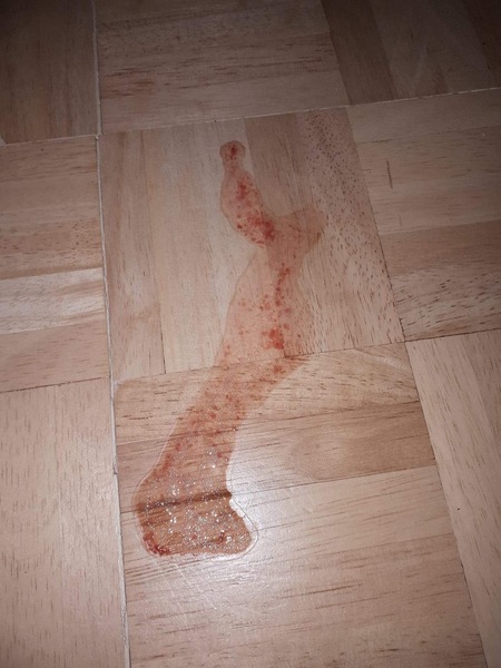 Cat sickness/diarrhoea and concerned about treatment