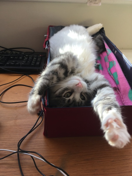 Unusual kitten ‘conversation’ noise