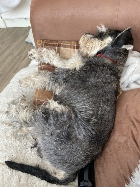 Positive stories of lovely family dogs