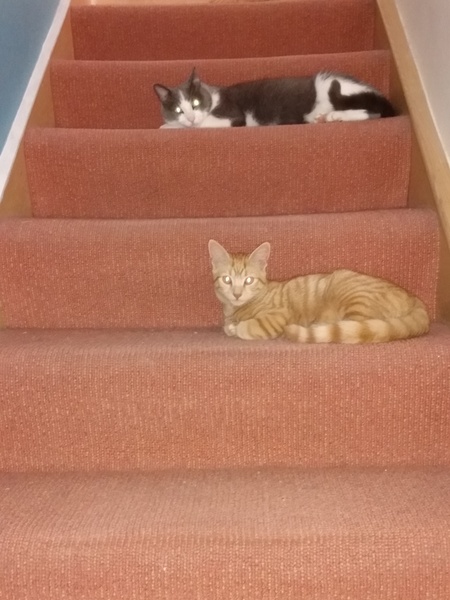 Show me your kitties