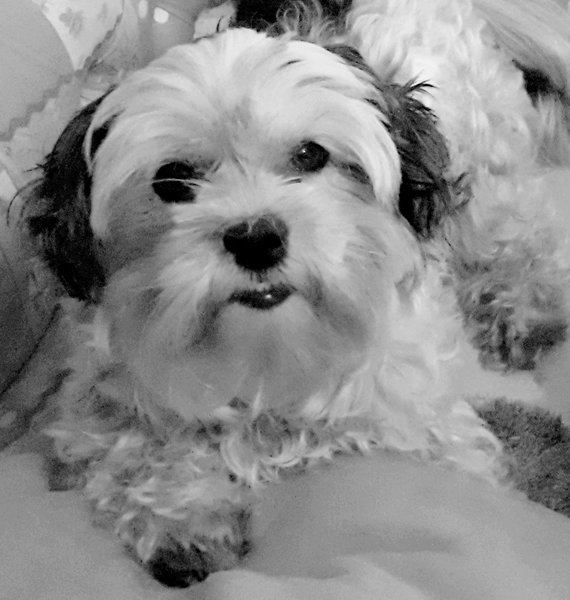 Dog Cuddles