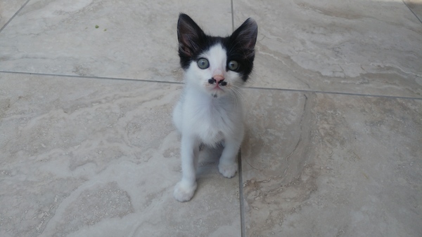 Cats. As they are so popular on here (usually), can I please ask...
