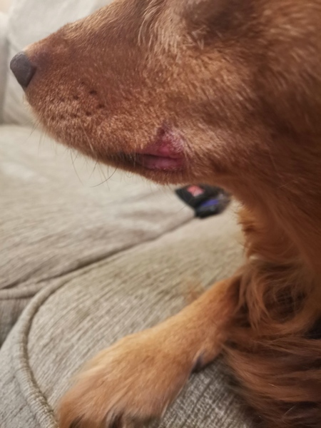 What's wrong with my dogs mouth?