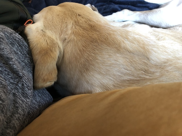 Dog Cuddles